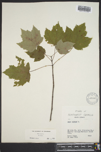 Acer rubrum var. rubrum image