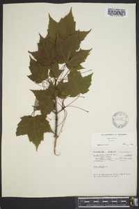 Acer rubrum var. rubrum image