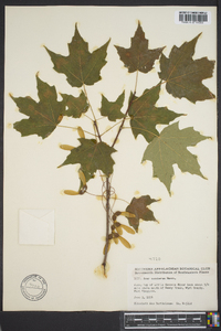 Acer saccharum var. saccharum image