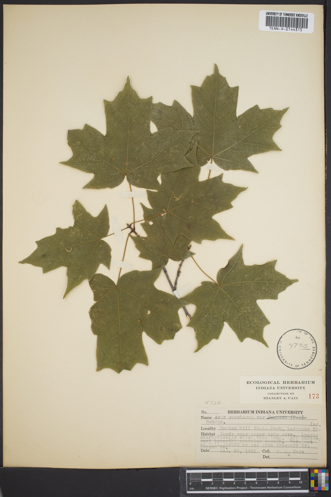 Acer saccharum var. saccharum image