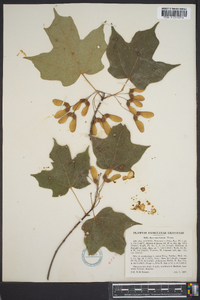 Acer saccharum var. saccharum image