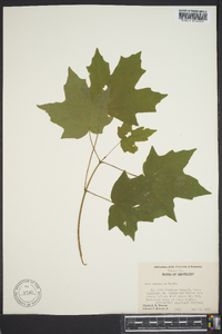 Acer saccharum var. saccharum image