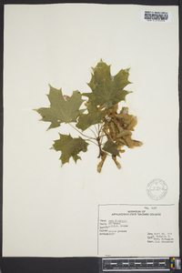 Acer saccharum var. saccharum image