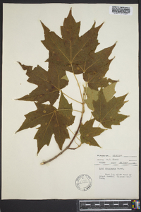 Acer saccharum var. saccharum image