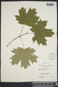 Acer saccharum var. saccharum image