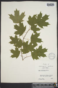 Acer saccharum var. saccharum image