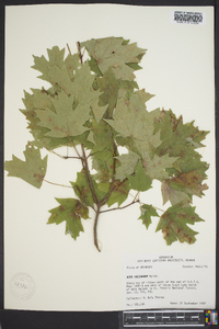 Acer saccharum var. saccharum image