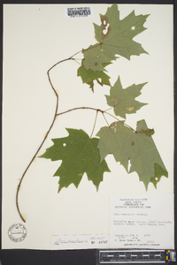 Acer saccharum var. saccharum image