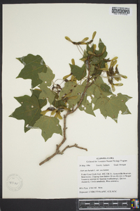 Acer saccharum var. saccharum image