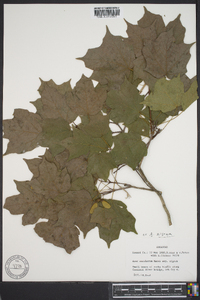 Acer nigrum image