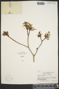 Acer nigrum image