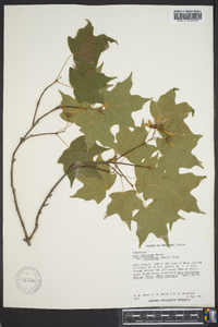 Acer saccharum var. leucoderme image