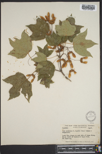 Acer saccharum var. rugelii image