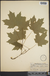 Acer saccharum var. glaucum image