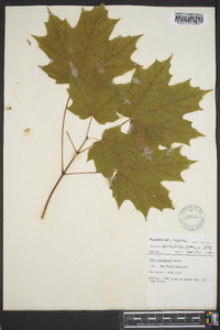 Acer saccharum var. saccharum image