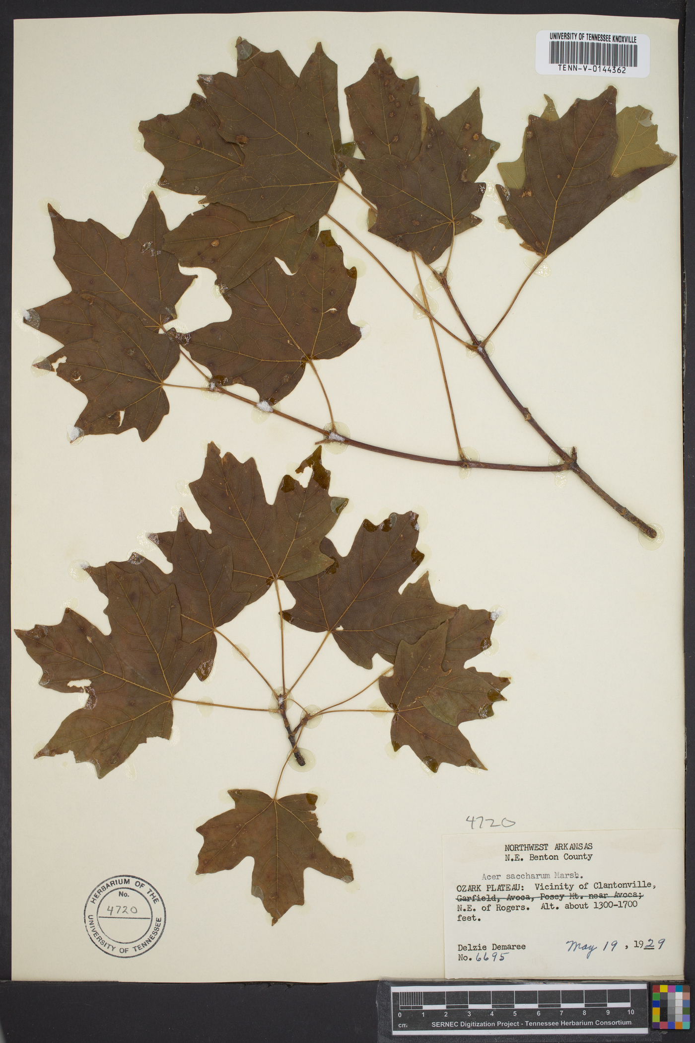 Acer saccharum var. saccharum image
