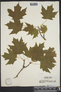 Acer saccharum var. saccharum image