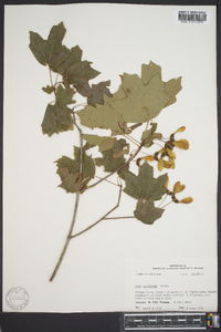 Acer saccharum var. saccharum image