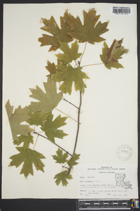 Acer saccharum var. saccharum image