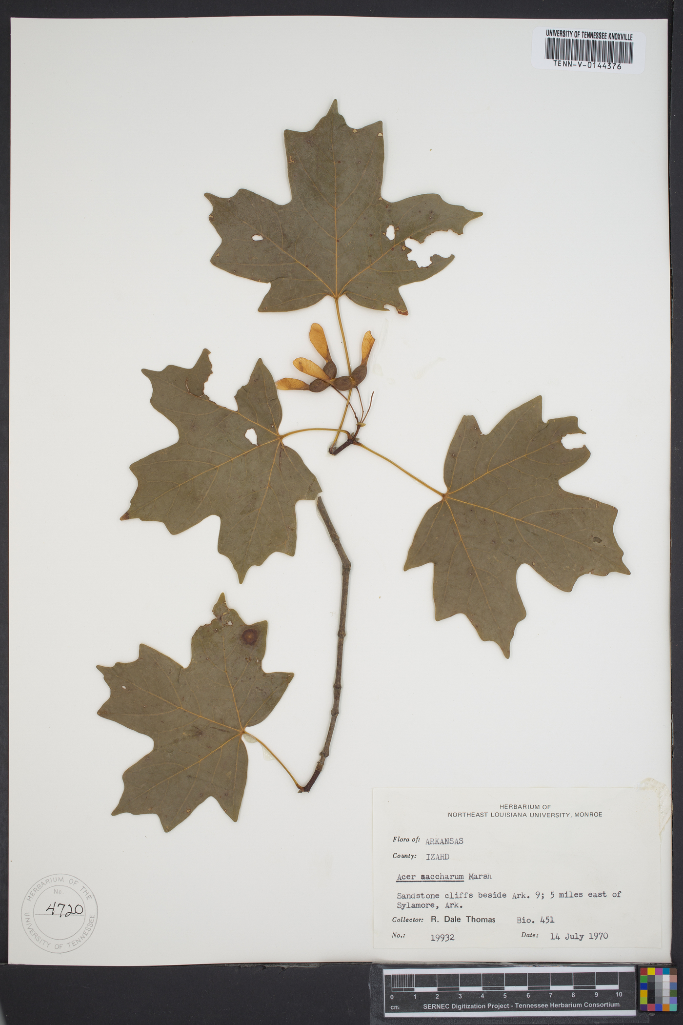 Acer saccharinum subsp. saccharinum image