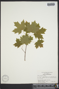 Acer saccharinum subsp. saccharinum image