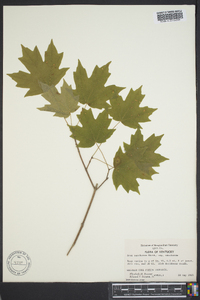 Acer saccharinum subsp. saccharinum image