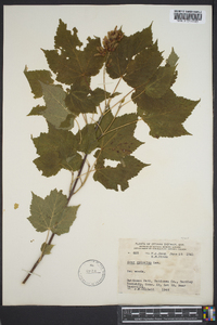 Acer spicatum image