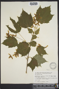 Acer spicatum image