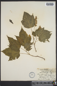 Acer spicatum image