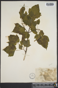 Acer spicatum image