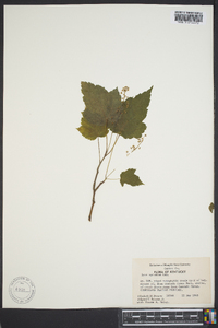 Acer spicatum image