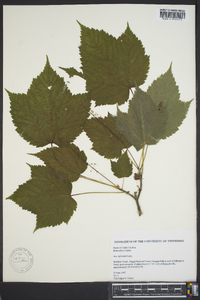 Acer spicatum image