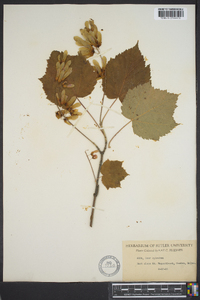 Acer spicatum image