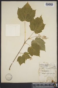 Acer spicatum image