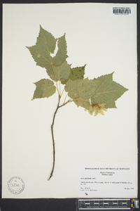 Acer spicatum image