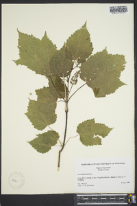 Acer spicatum image