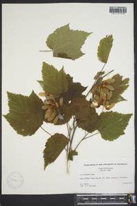 Acer spicatum image