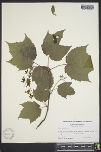 Acer spicatum image