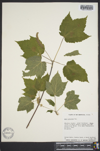 Acer spicatum image