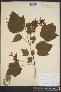 Acer spicatum image