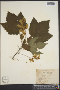 Acer spicatum image