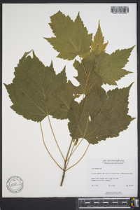 Acer spicatum image