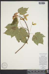 Acer spicatum image