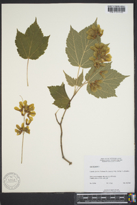 Acer spicatum image