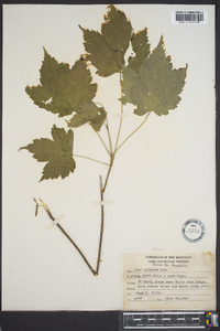 Acer spicatum image