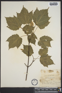 Acer spicatum image