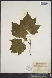 Acer spicatum image