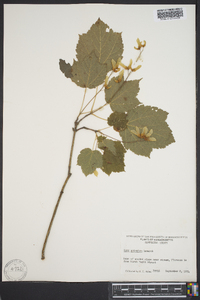 Acer spicatum image