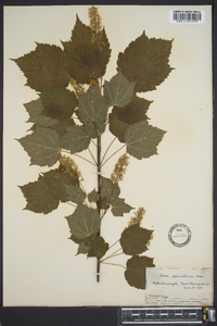 Acer spicatum image