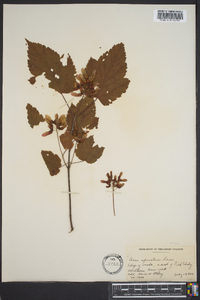 Acer spicatum image